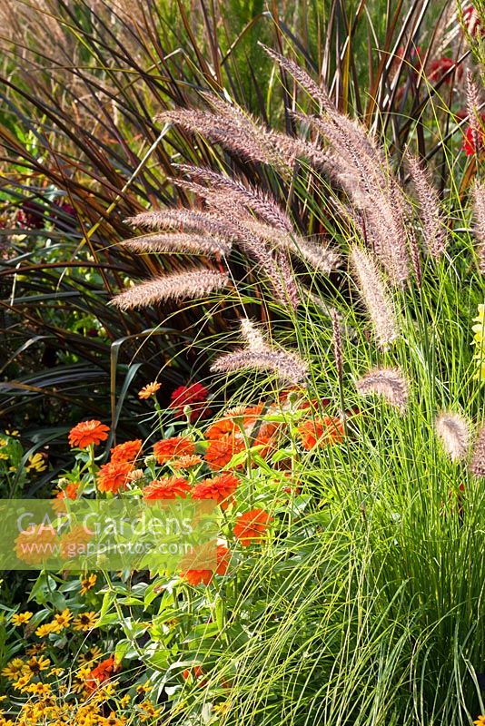 Mixed late summer border including Pennisetum 'vertigo' and Zinnia elegans 'mondo orange' 