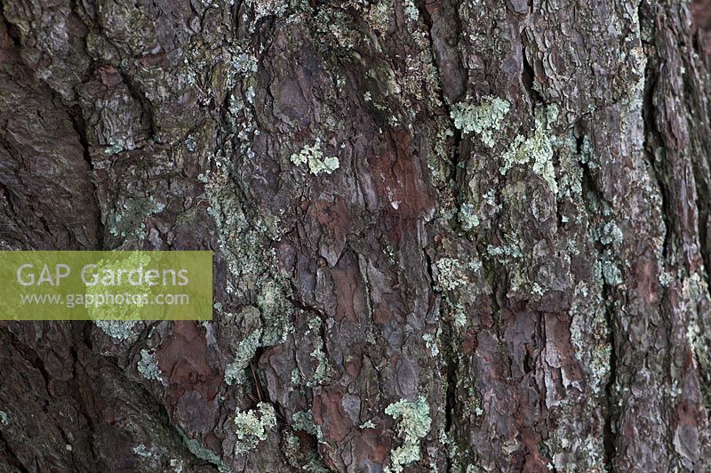 Pinus pungens, North Carolina, USA