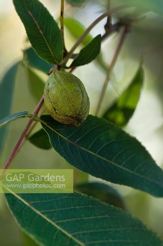 Carya ovata - Shagbark Hickory