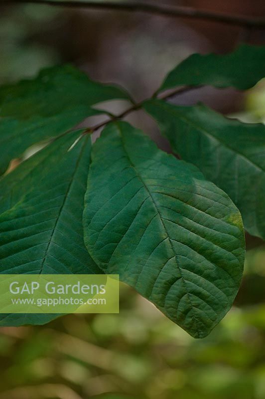 Asiminia triloba - Pawpaw tree foliage 