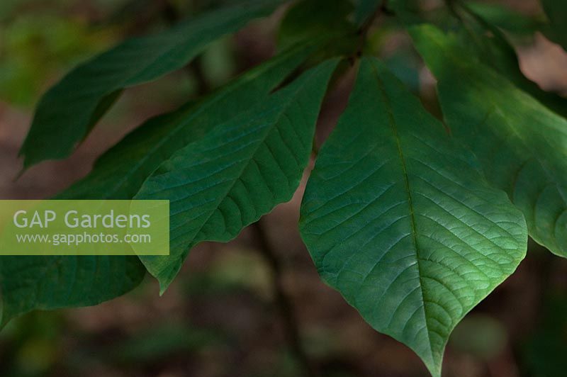 Asiminia triloba - Pawpaw tree foliage 