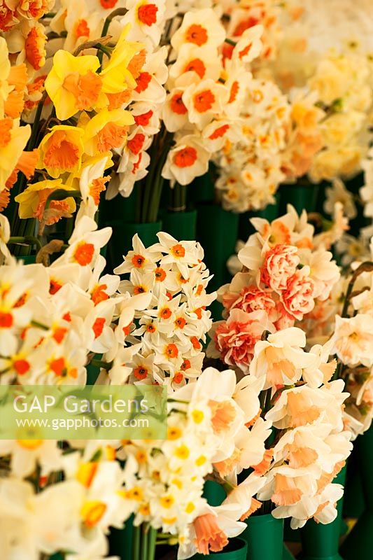 Daffodil display supplied by R A Scamp and Fentongollan, specialist Cornish growers