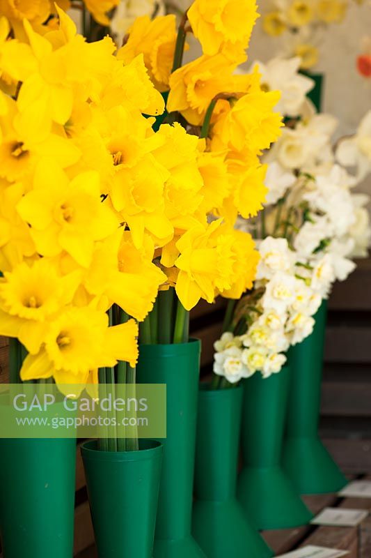 Daffodil display supplied by R A Scamp and Fentongollan, specialist Cornish growers