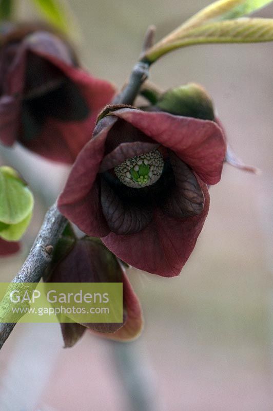 Asimina triloba - Pawpaw bloom, tree, shrub