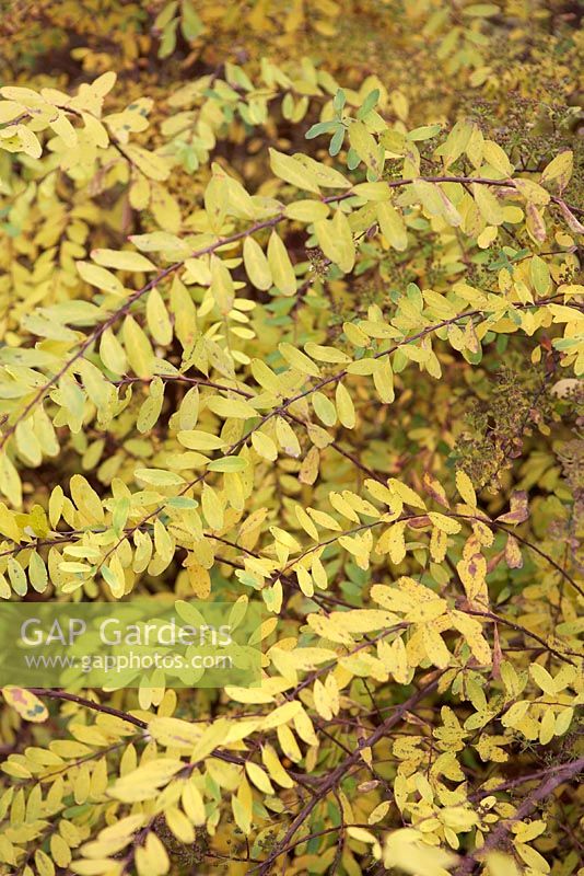 Spirea nipponica 'Snowmound' in November