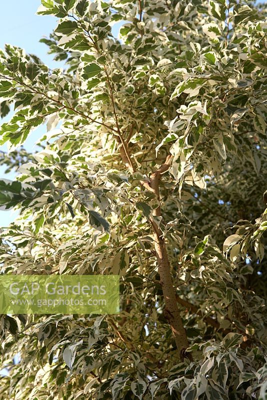 Ficus benjamina 'Starlight'