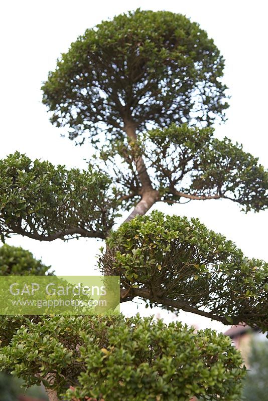 Ilex crenata 'Kinme' bonsai in November.