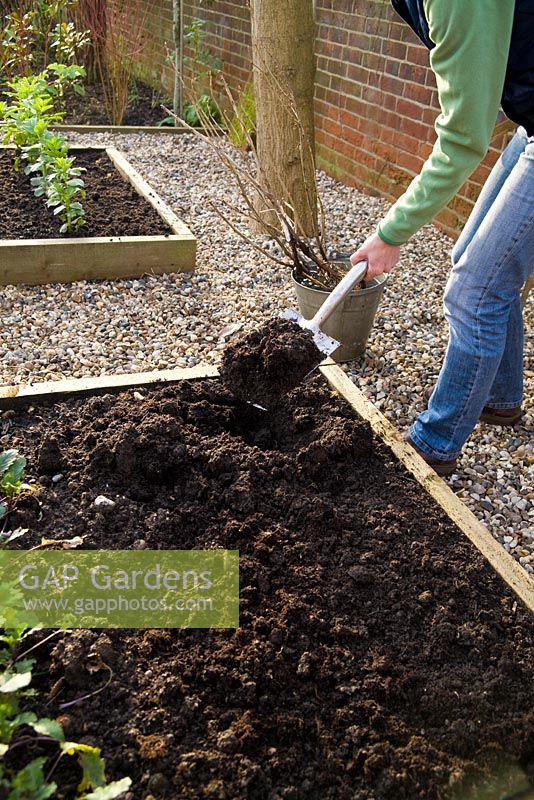 Step by step for planting bare root currant bushes - digging holes in raised bed 