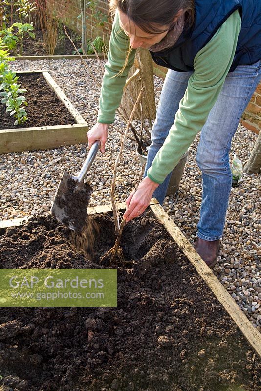 Step by step for planting bare root currant bushes - covering newly planted bush with soil 