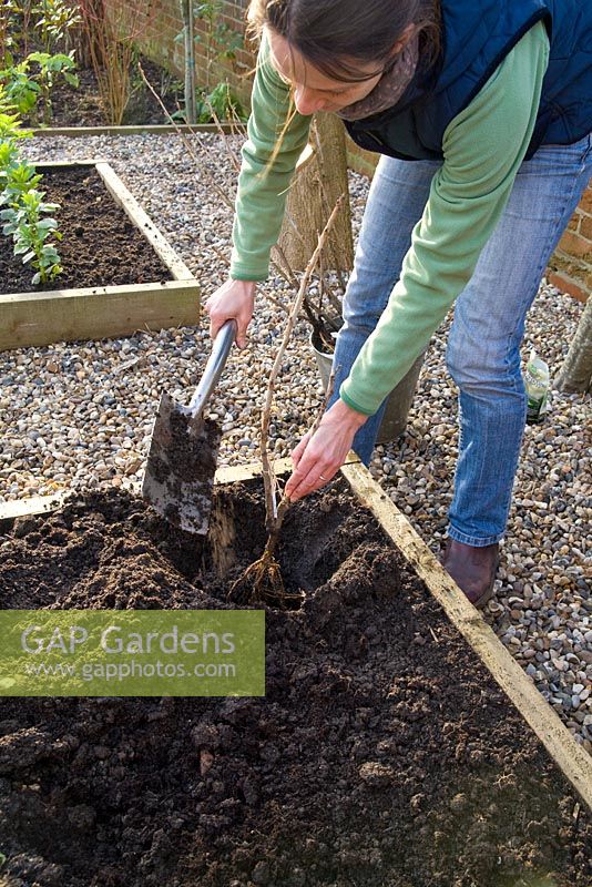 Step by step for planting bare root currant bushes - covering with soil 