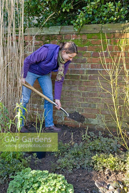 Step by step for planting Rosa veilchenblau - digging 