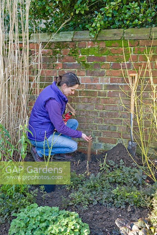 Step by step for planting Rosa veilchenblau - adding fertiliser