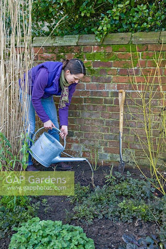 Step by step for planting Rosa veilchenblau - watering in