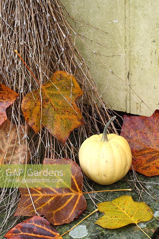 Besom broom and squash on doorstep with fallen autumn leaves from Liriodendron tulipifera