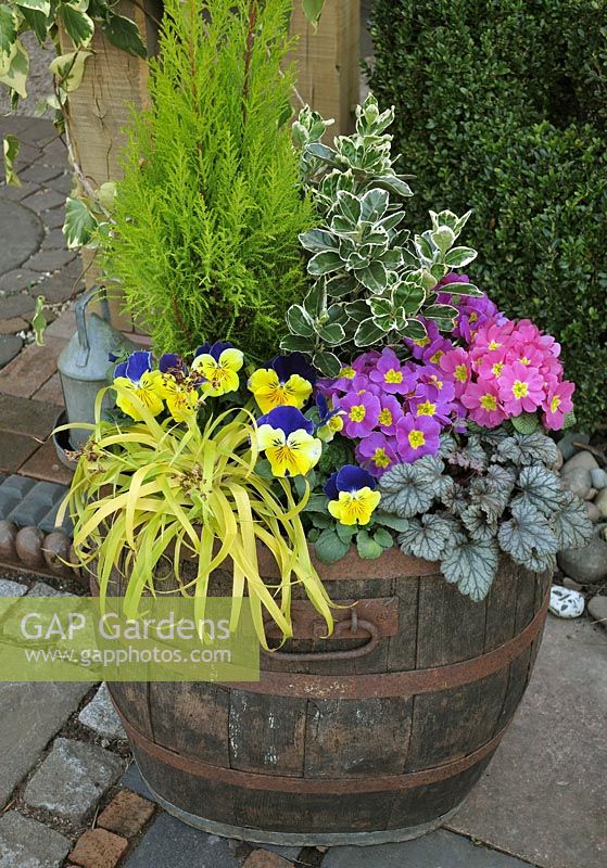 Cupressus 'Goldcrest' with Euonymus 'Emerald Gaiety', Heuchera 'Rave on', Pansy 'Morpheus', pink, yellow eyed primroses and yellow leaved greater woodrush, Luzula sylvatica 'Aurea'