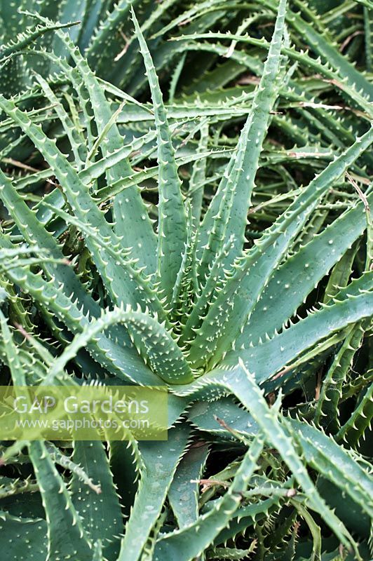 Aloe x spinosissima - Spider Aloe