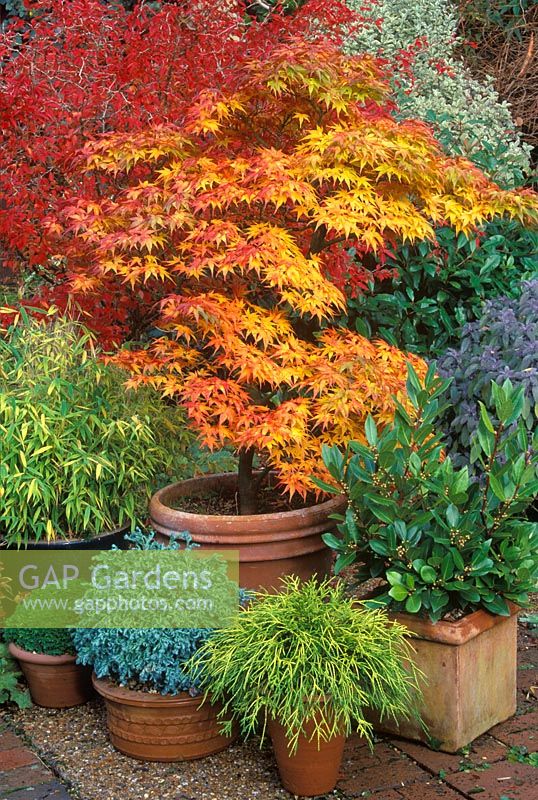 Acer palmatum, Mikawa yatsubusa, Lauris noblis,  Chamaecyparis pisifera 'Curly Tops', Sawara cypress and Chamaecyparis pisifera 'Nana', Chamaecyparis pisifera 'Filifera aurea' and Fargsia murielae 'Simba'