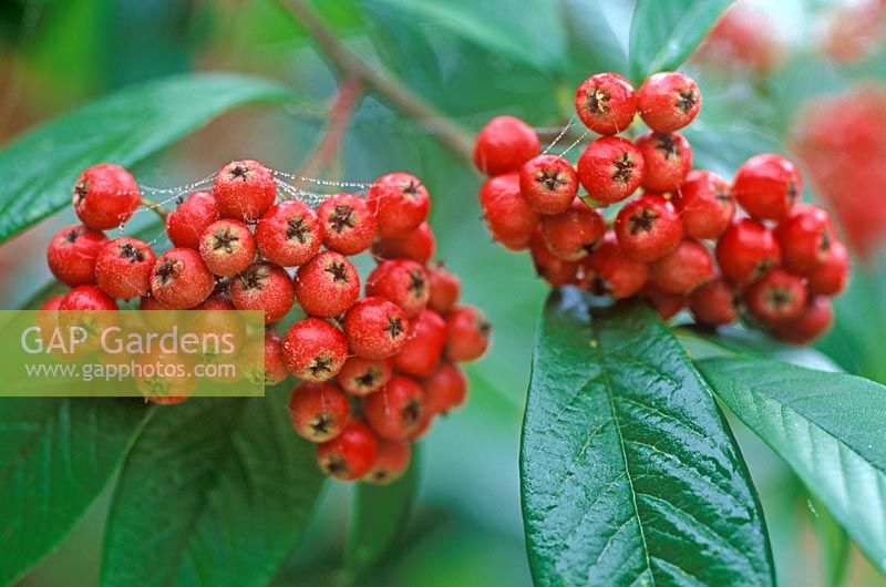 Cotoneaster frigidus 'Cornubia'