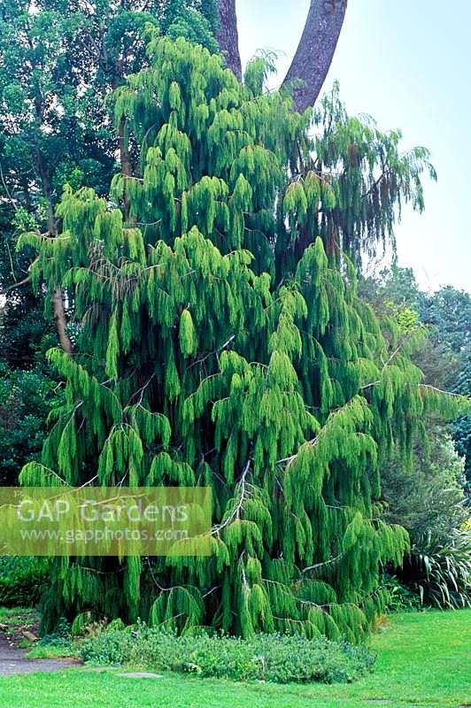 Dacrydium cupressinum - Red Pine, Rimu Pine at Strybing Arboretum, San Francisco Botanical Garden, California U.S.A.