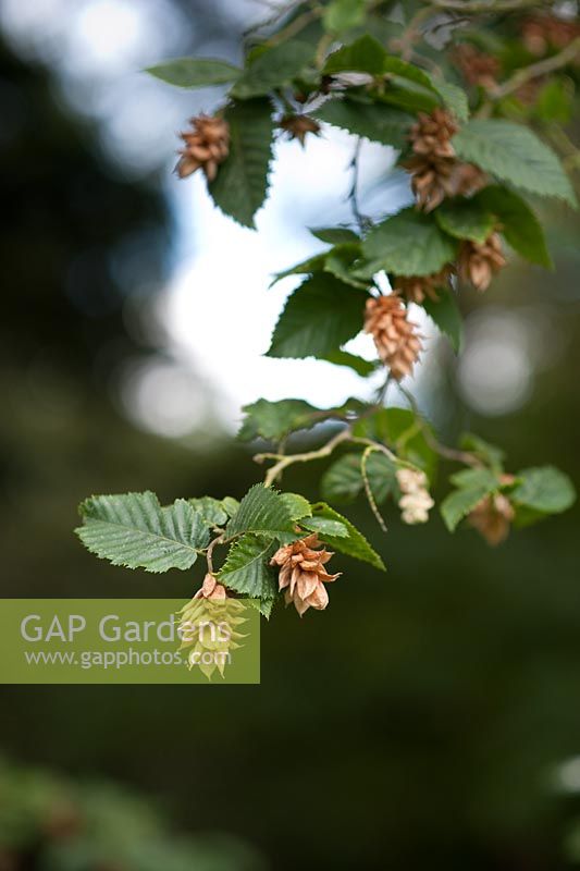 Ostrya carpinifolia - Hop Hornbeam