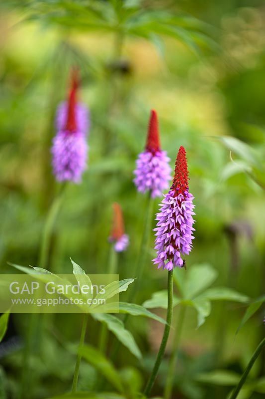 Primula vialii