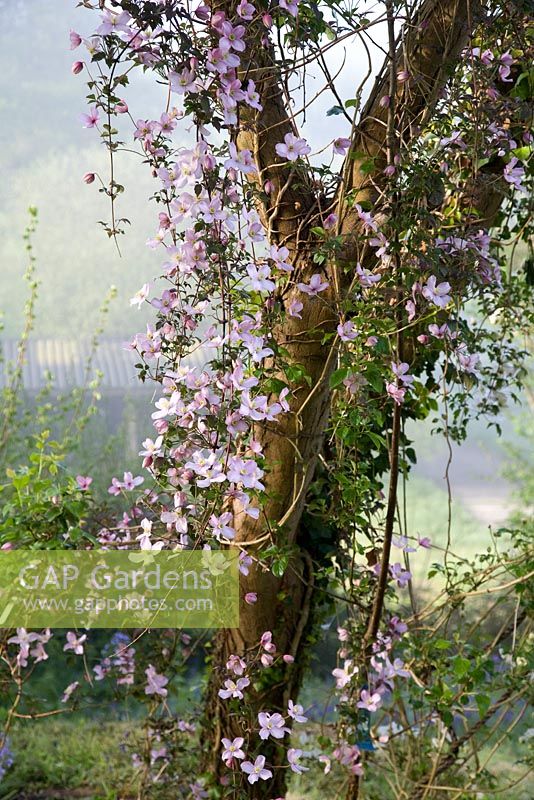 Clematis montana 'Crinkle' cascading from a tree