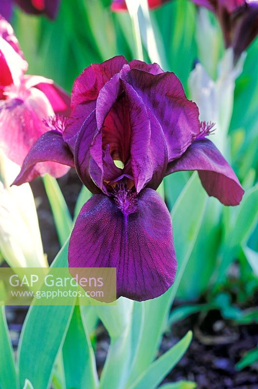 Iris 'Cherry Garden' - Dwarf Bearded Iris