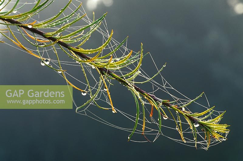 Larix decidua 'Pendula' - Common Larch, European Larch