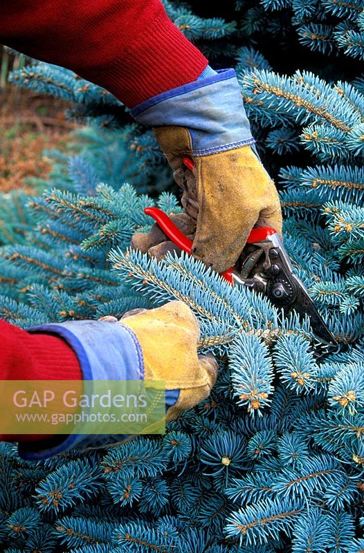 Man pruning Picea pungens globosa, wearing gloves to protect from prickly foliage, March