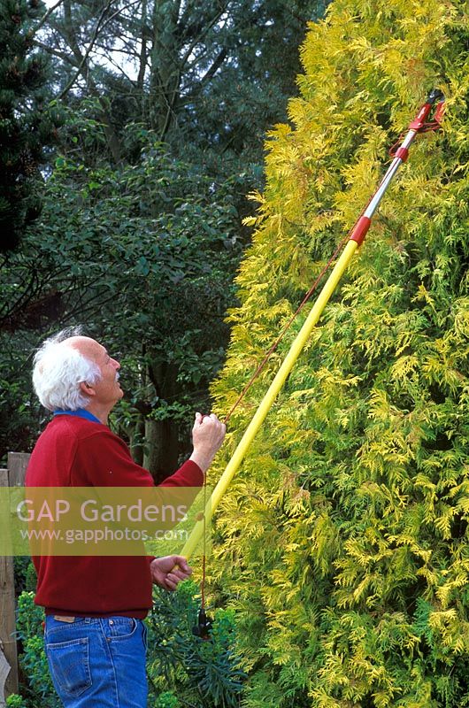 Man pruning Thuja occidentalis 'Holmstrups Yellow' with long handled secateurs, April
