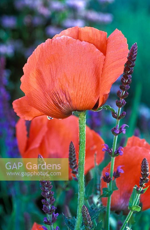 Papaver orientale 'Beauty of Livermere', Goliath Group and Salvia x superba