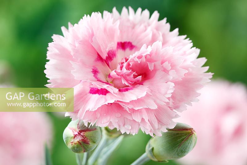 Dianthus 'Devon Flavia' AGM, Scent First series  syn. Dianthus 'Candy Floss' 