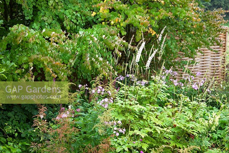 Phlox and Cimicifuga racemosa syn. Actaea racemosa with Astilbe seedheads and Cercidiphyllum foliage