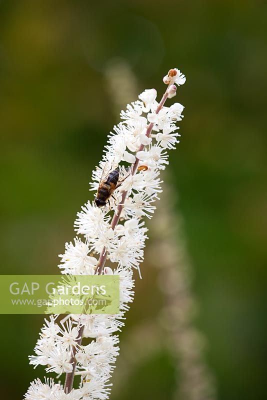 Bee on Cimicifuga racemosa syn. Actaea racemosa - Cohosh bugbane