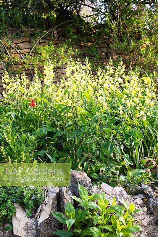 Thermopsis caroliniana - Carolina Lupin in spring border - Mill Dene, Gloucestershire