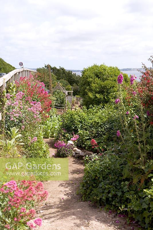 Raised beds on coastal allotment, Mousehole, Cornwall, Early summer