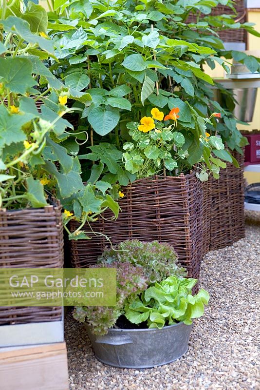 Potatoes, nasturtiums and lettuce growing in willow planters. The Burgon and Ball 5-a-day Garden. Hampton Court Flower Show 2012