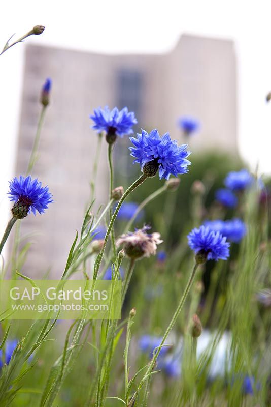 Cornflowers in wildflower planting - Clapton Park Estate, London, The Poppy Estate