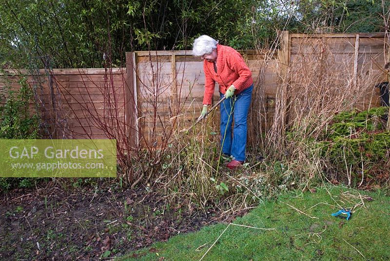 Autumn or Winter job - Clear border of dead and overgrown growth