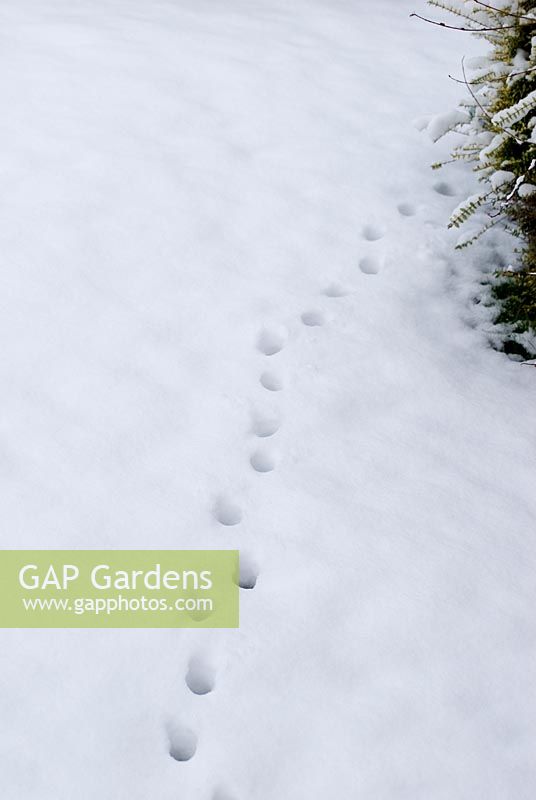 Cat foot prints across garden in snow
