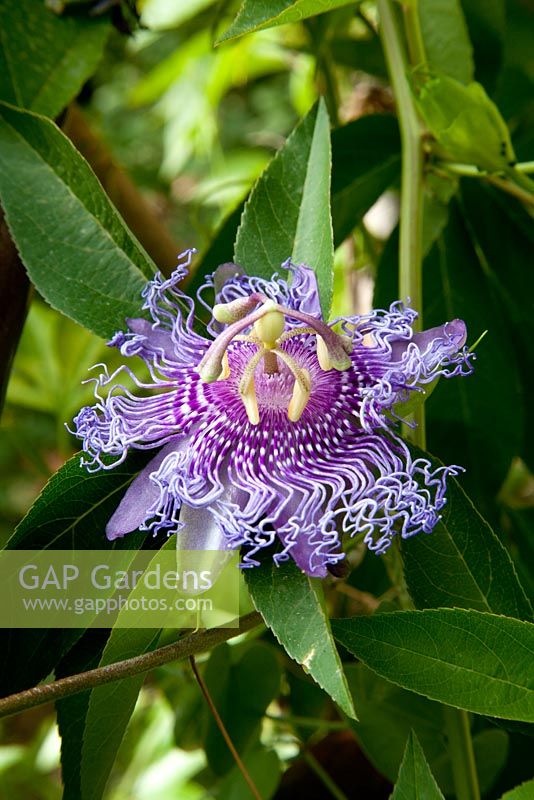 Passiflora cincinnata 'Crato' - Passion Flower at Hanbury Gardens, Italy