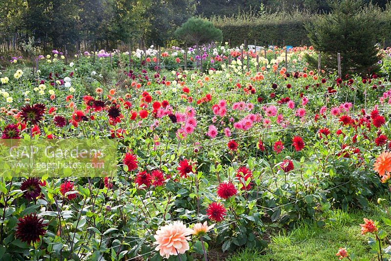 Collection of Dahlias for cutting, September - Withypitts Dahlias, Sussex