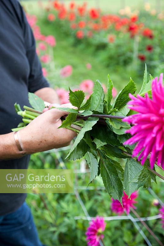 Demonstration of cutting Dahlias, September - Withypitts Dahlias, Sussex