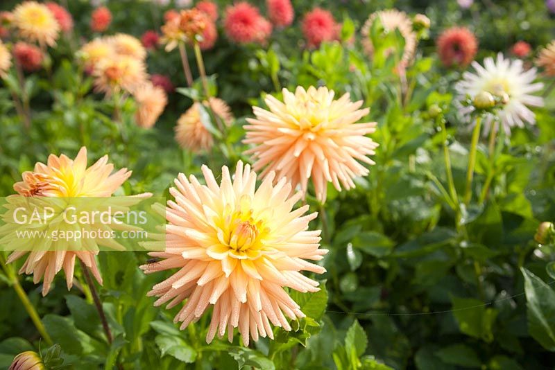 Dahlia 'Wootton Impact', September - Withypitts Dahlias, Sussex