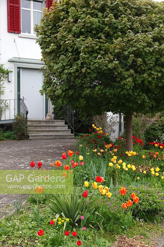 Yellow and red tulips in front garden with Acer platanoides 'Globosum' - Ball Maple