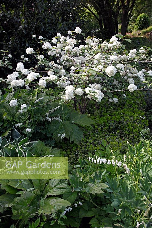 Viburnum plicatum 'Thunberg's Original', Lamprocapnos spectabilis 'Alba' and Hosta fortunei 'Francee'