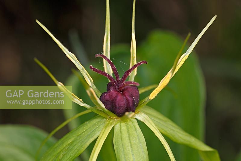 Paris quadrifolia