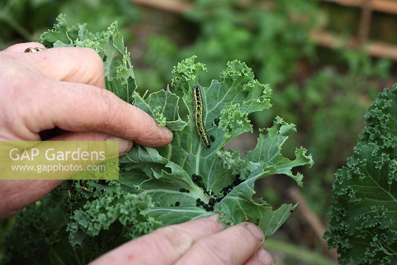 Large white caterpillar and frass on kale leaf
