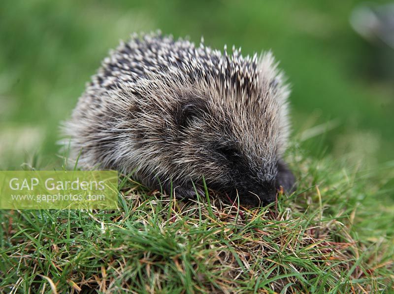 Erinaceus europaeus - Young hedgehog 