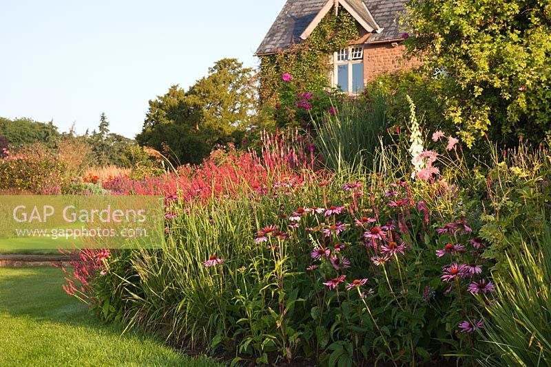 Planting includes Persicaria amplexicaulis 'Taurus', Echinacea purpurea 'Magnus' and Rosa rugosa 'Roseraie de l'Haie' - Brockhampton Cottage, Herefordshire